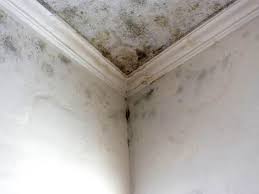 Trusted Cheat Lake, WV Mold Removal Services Experts