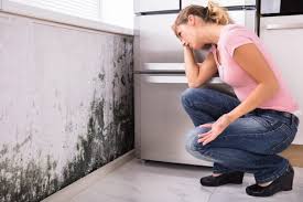 Mold Remediation for Rental Properties in Cheat Lake, WV